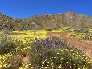 Morongo Basin SuperBloom